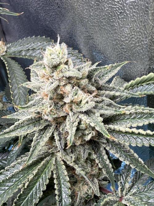 Short veg 40x40 grow. Week 13