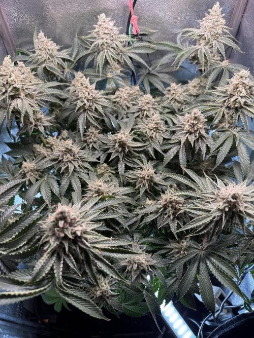 Short veg 40x40 grow. Week 13