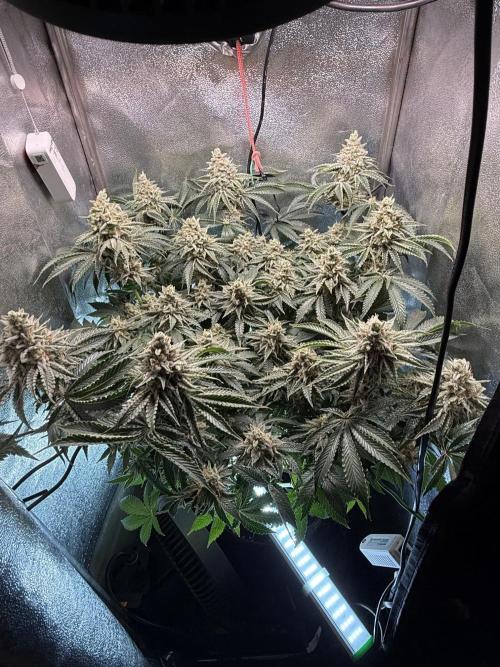 Short veg 40x40 grow. Week 13