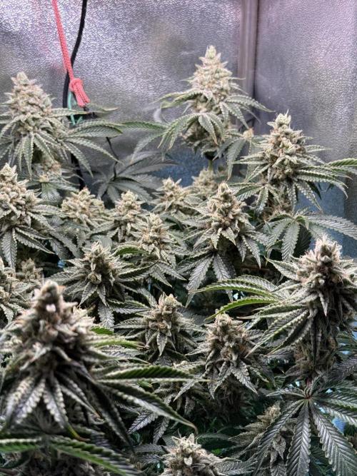 Short veg 40x40 grow. Week 13