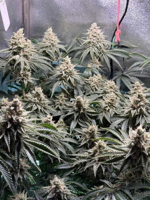 Short veg 40x40 grow. Week 13