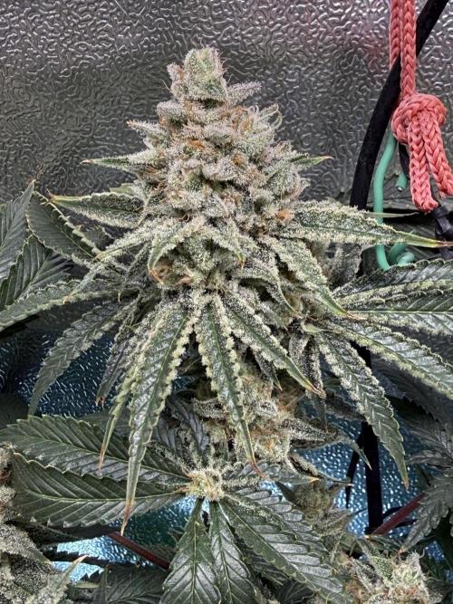 Short veg 40x40 grow. Week 13