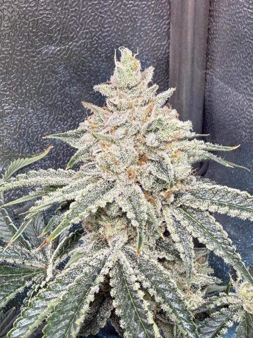 Short veg 40x40 grow. Week 13
