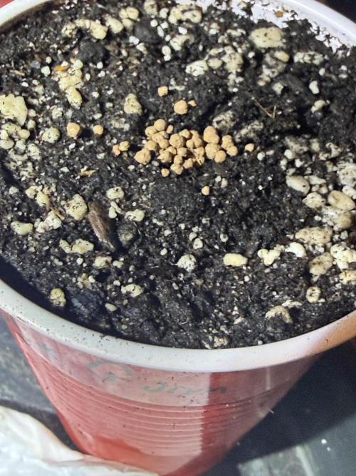 Just for Fun 40x40grow. Week 0 - Dynomyco