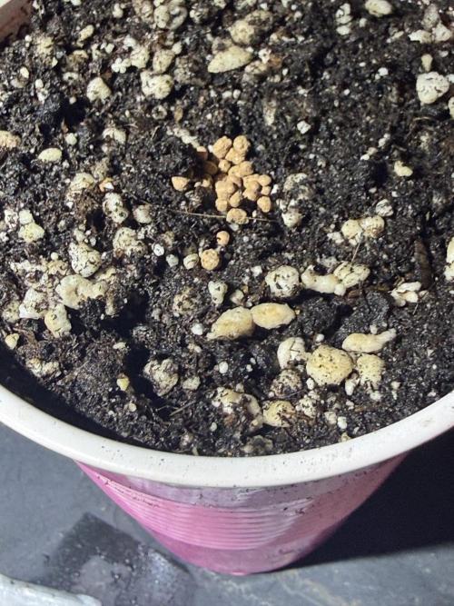 Just for Fun 40x40grow. Week 0 - Dynomyco