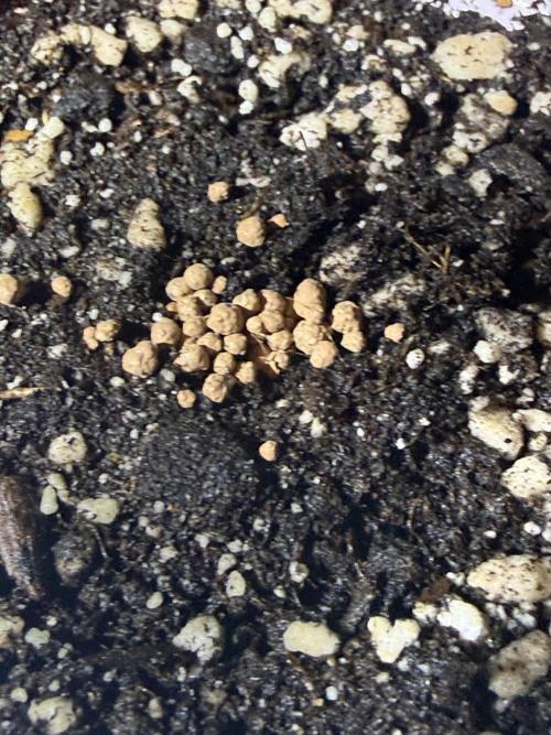 Just for Fun 40x40grow. Week 0 - Dynomyco