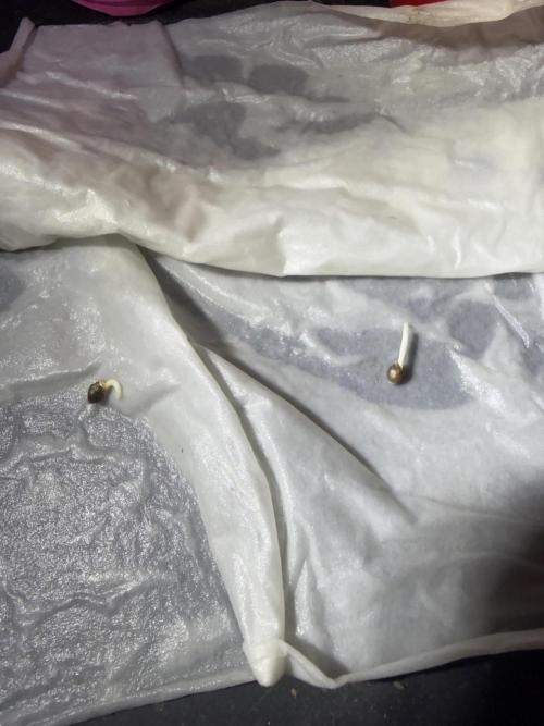 Just for Fun 40x40grow. Week 0 - 36 h both Seeds 