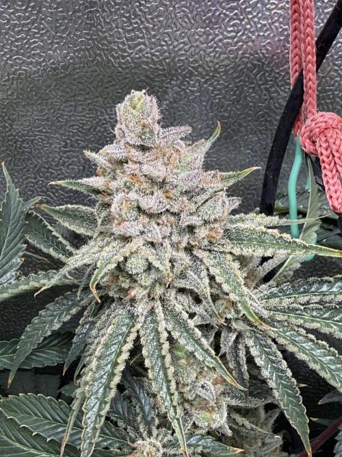 Short veg 40x40 grow. Week 14