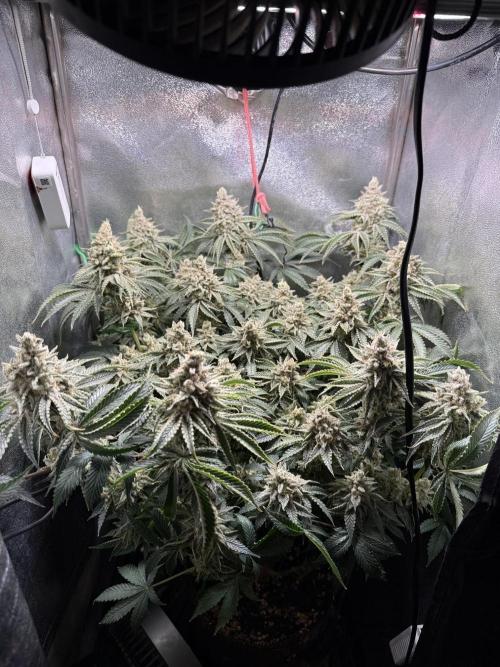 Short veg 40x40 grow. Week 14