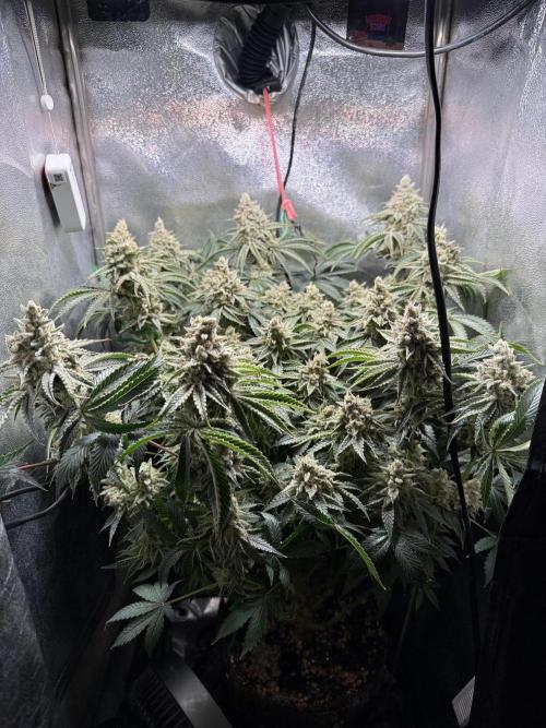 Short veg 40x40 grow. Week 14
