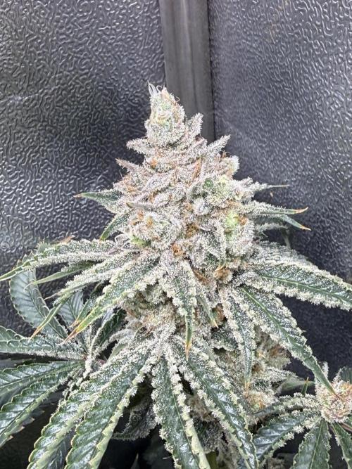 Short veg 40x40 grow. Week 14