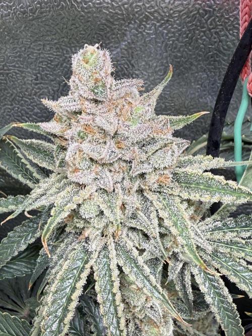 Short veg 40x40 grow. Week 14