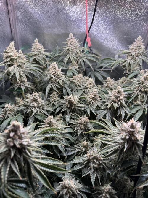Short veg 40x40 grow. Week 14