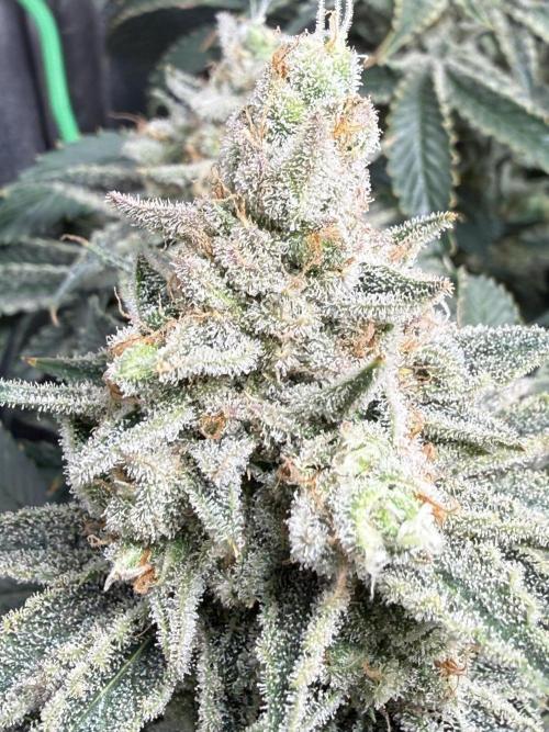 Short veg 40x40 grow. Week 14