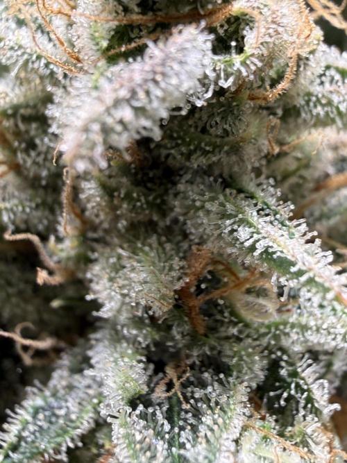 Short veg 40x40 grow. Week 14