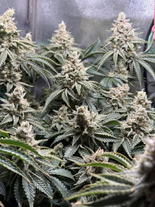 Short veg 40x40 grow. Week 14