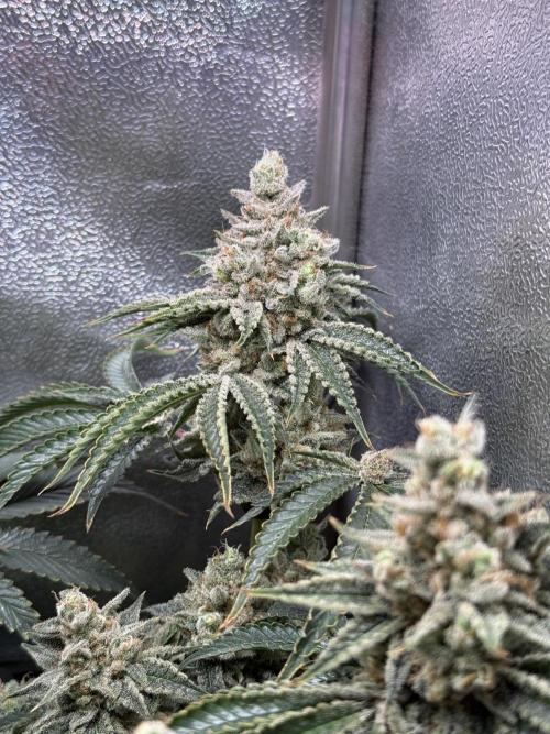 Short veg 40x40 grow. Week 14