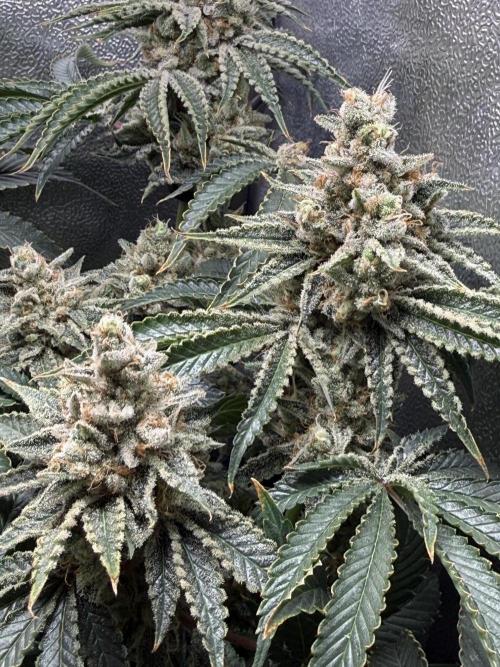 Short veg 40x40 grow. Week 14