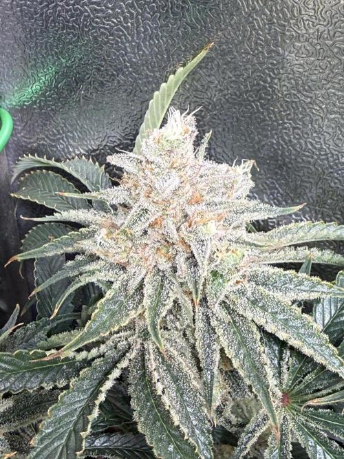 Short veg 40x40 grow. Week 14