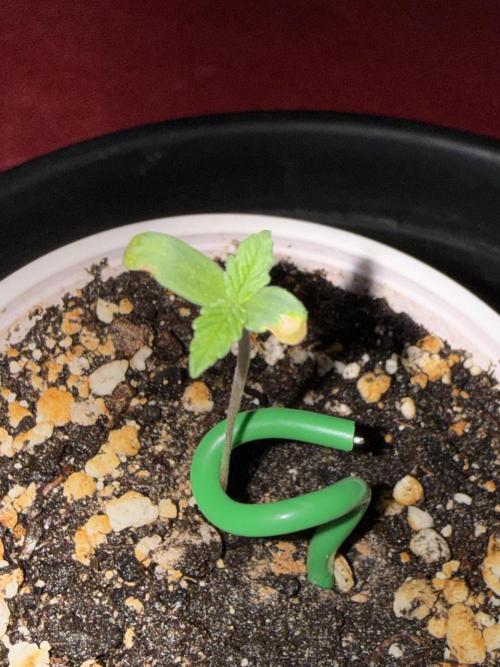 Just for Fun 40x40grow. Week 1 - Iced Wildberry