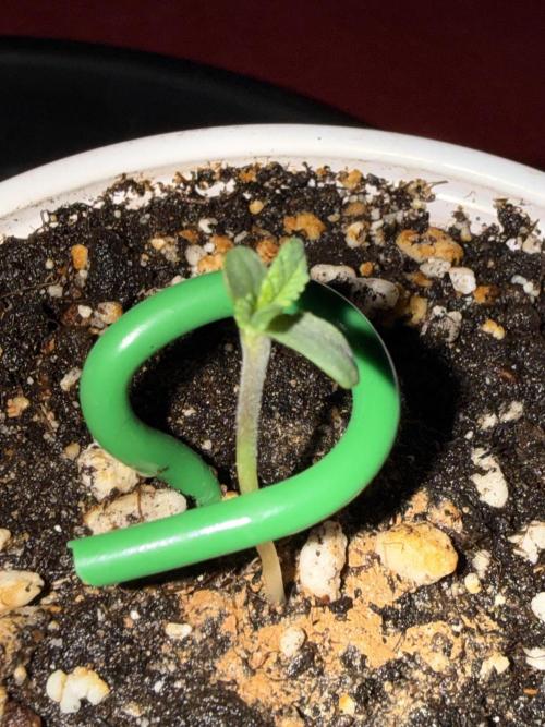 Just for Fun 40x40grow. Week 1 - Bubblegum