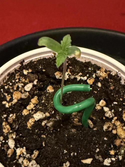 Just for Fun 40x40grow. Week 1