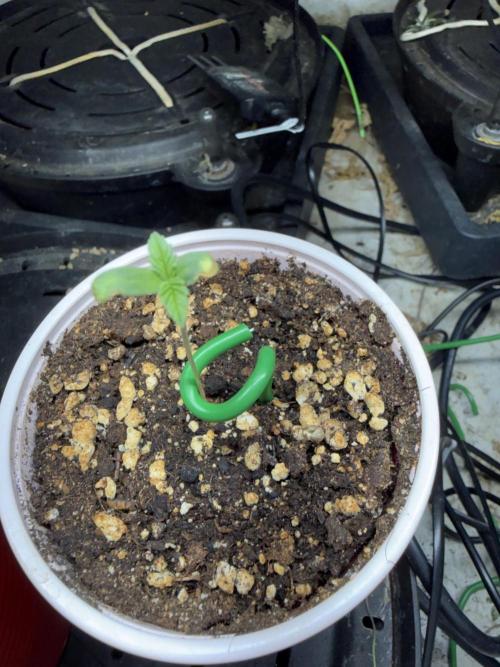 Just for Fun 40x40grow. Week 1