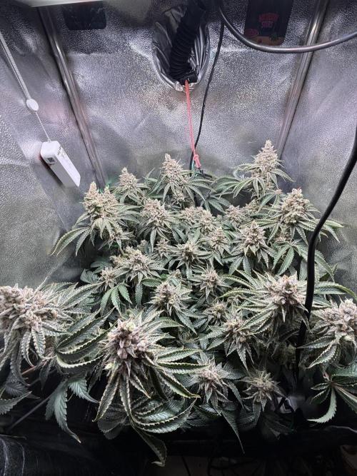 Short veg 40x40 grow. Week 15