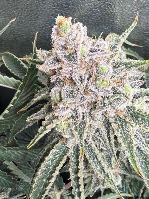 Short veg 40x40 grow. Week 15