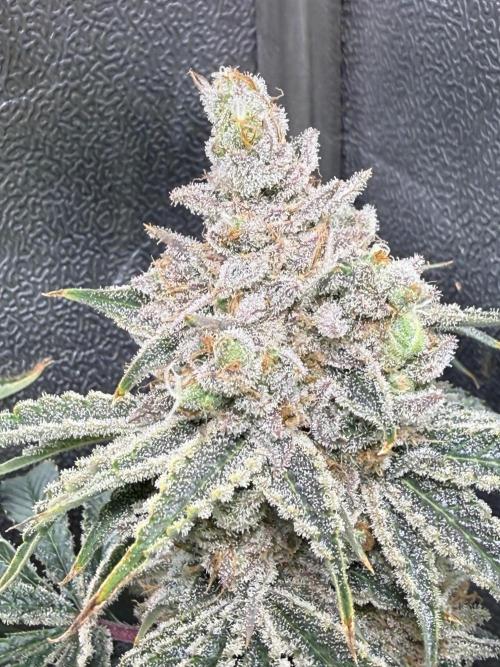 Short veg 40x40 grow. Week 15