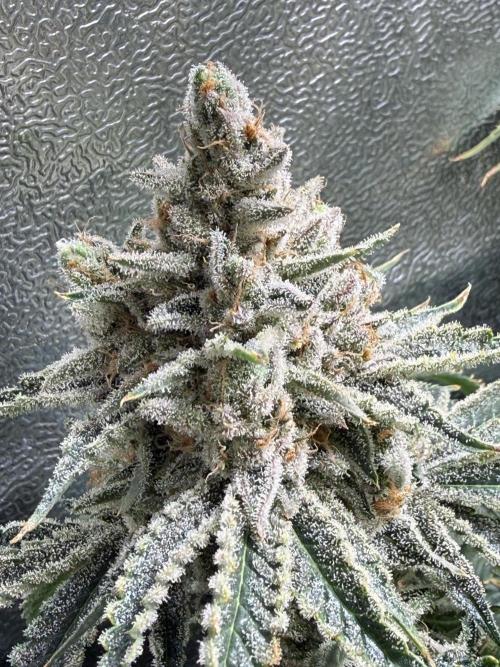 Short veg 40x40 grow. Week 15