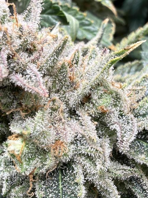 Short veg 40x40 grow. Week 15