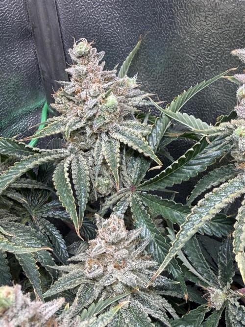 Short veg 40x40 grow. Week 15