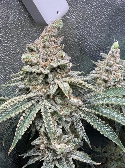 Short veg 40x40 grow. Week 15