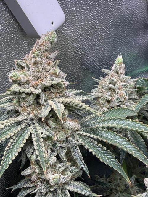 Short veg 40x40 grow. Week 15