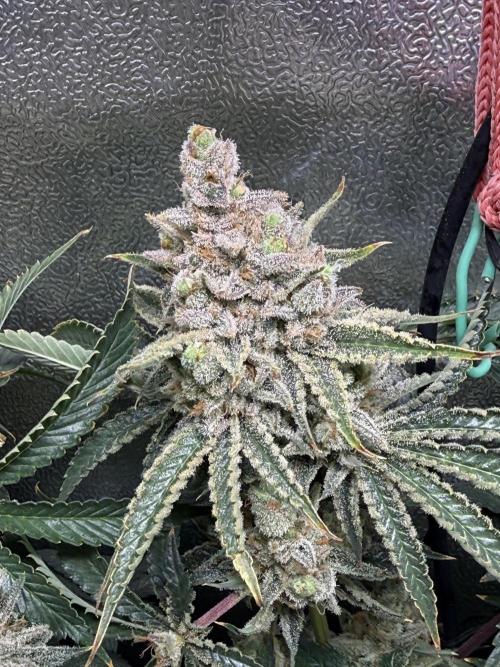 Short veg 40x40 grow. Week 15