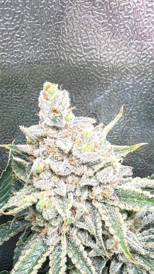 Short veg 40x40 grow. Week 15