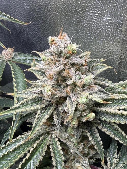 Short veg 40x40 grow. Week 15