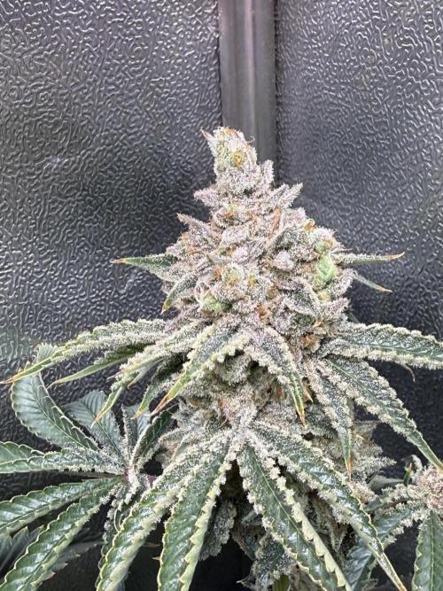 Short veg 40x40 grow. Week 15