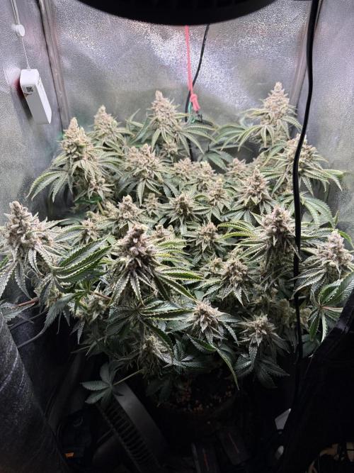 Short veg 40x40 grow. Week 15