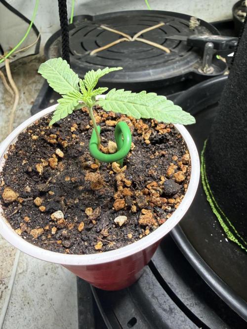 Just for Fun 40x40grow. Week 2