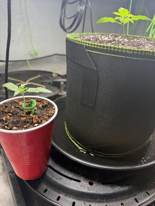 Just for Fun 40x40grow. Week 2