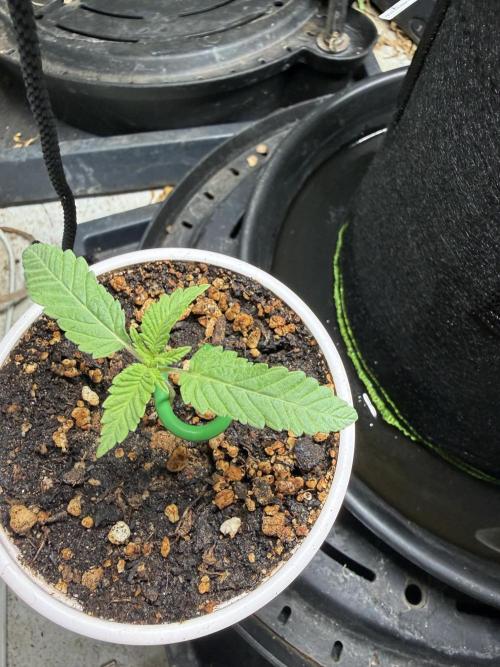 Just for Fun 40x40grow. Week 2