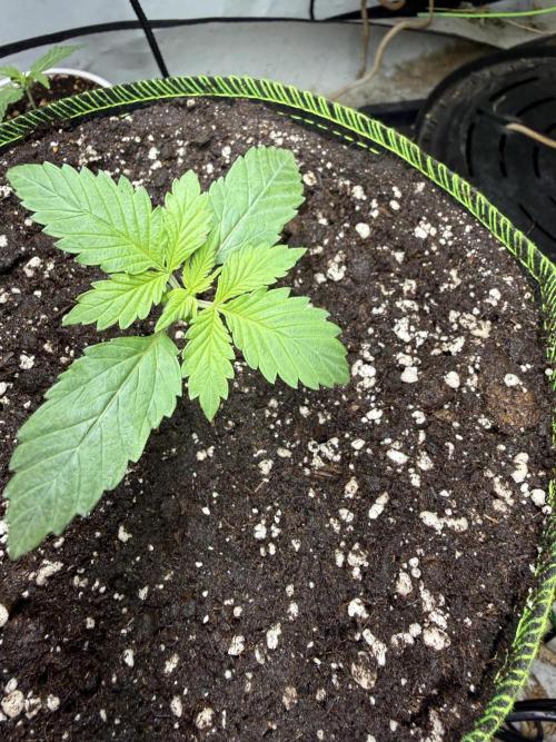 Just for Fun 40x40grow. Week 2