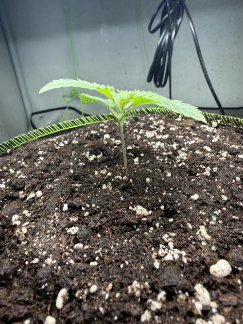 Just for Fun 40x40grow. Week 2