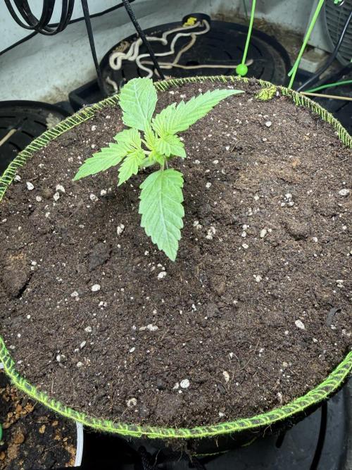 Just for Fun 40x40grow. Week 2
