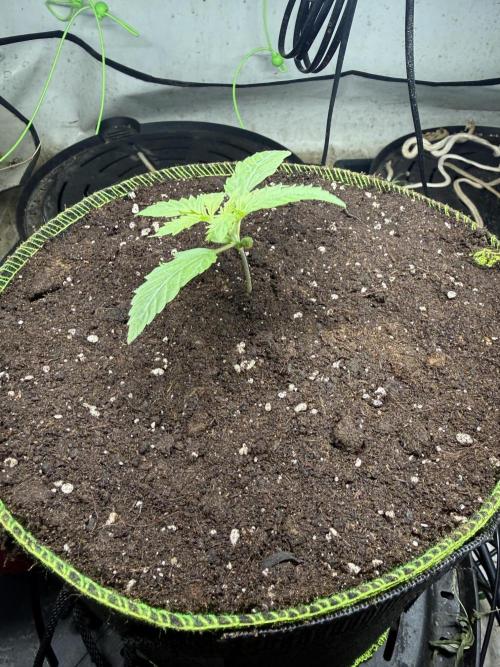 Just for Fun 40x40grow. Week 2