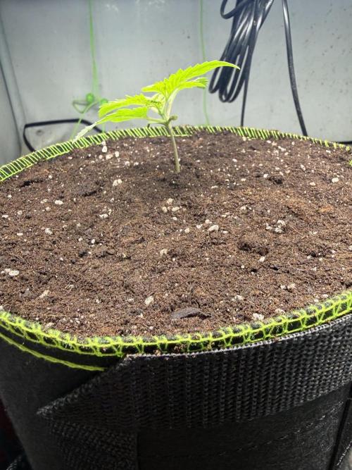Just for Fun 40x40grow. Week 2