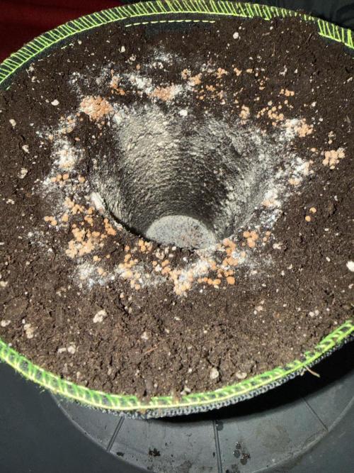 Just for Fun 40x40grow. Week 2