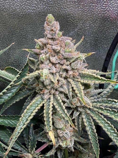 Short veg 40x40 grow. Week 16